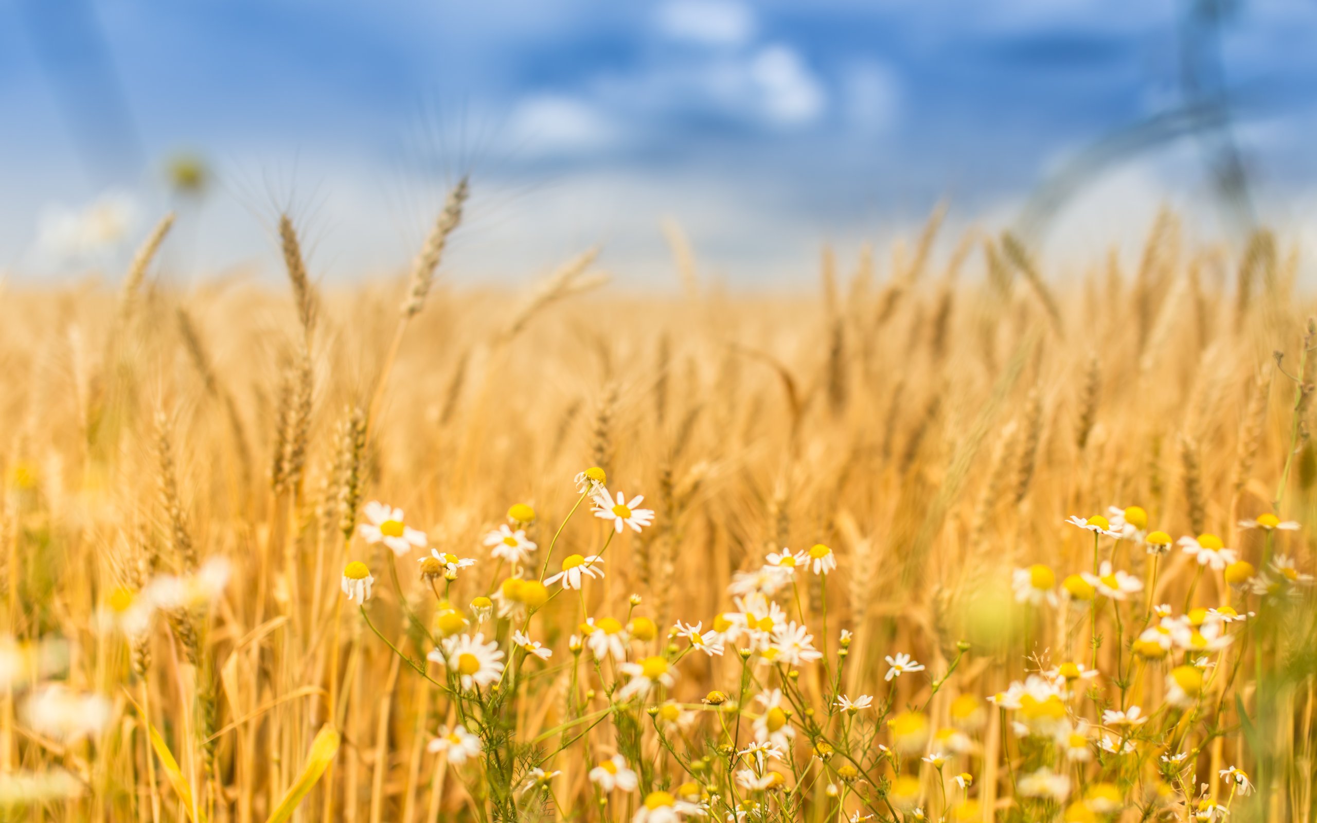 A bright wheat field with yellow flowers near the Cardiff office offering IFS therapy in Encinitas and North County San Diego